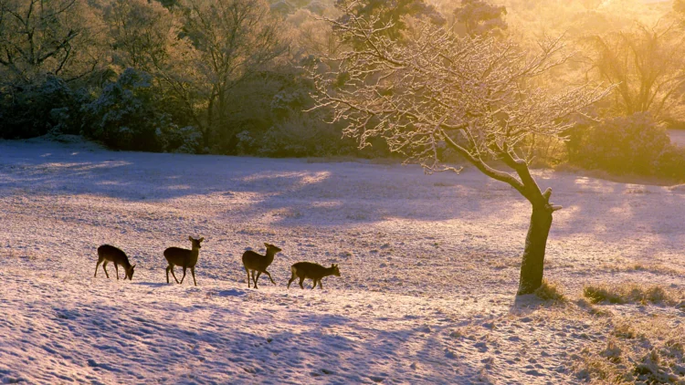 Deer in winter